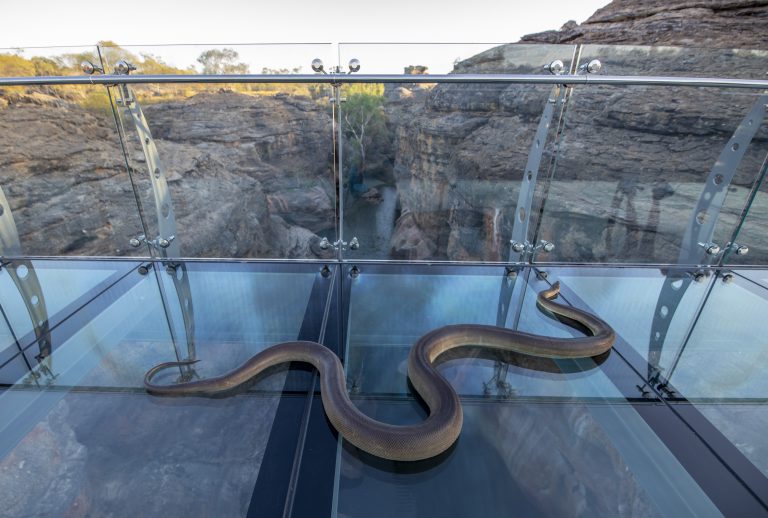 Cobbold Gorge snake on bridge
